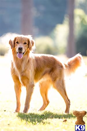 a golden retriever dog standing on grass