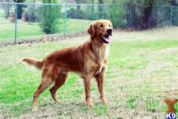 Golden Retriever stud dog