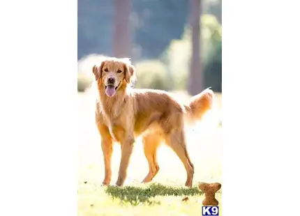 Golden Retriever