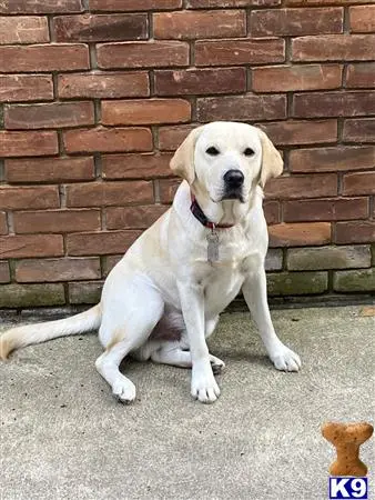 Labrador Retriever stud dog