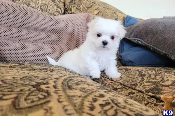 Maltese puppy for sale