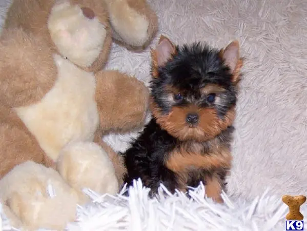 Yorkshire Terrier puppy for sale