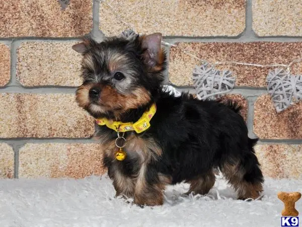 Yorkshire Terrier