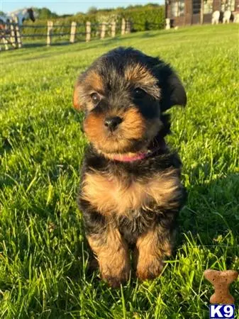 Yorkshire Terrier puppy for sale