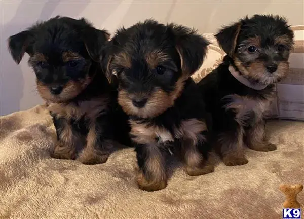 Yorkshire Terrier puppy for sale