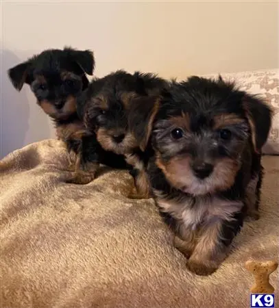 Yorkshire Terrier puppy for sale