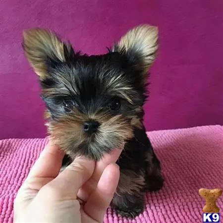 Yorkshire Terrier