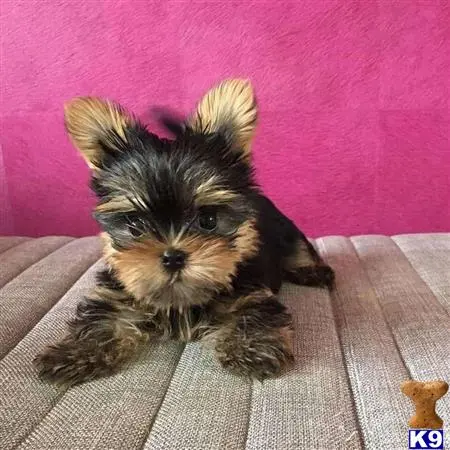 Yorkshire Terrier