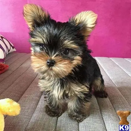 Yorkshire Terrier