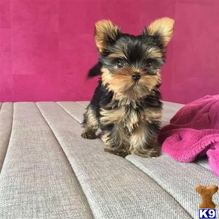 Yorkshire Terrier