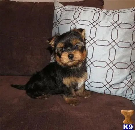 Yorkshire Terrier