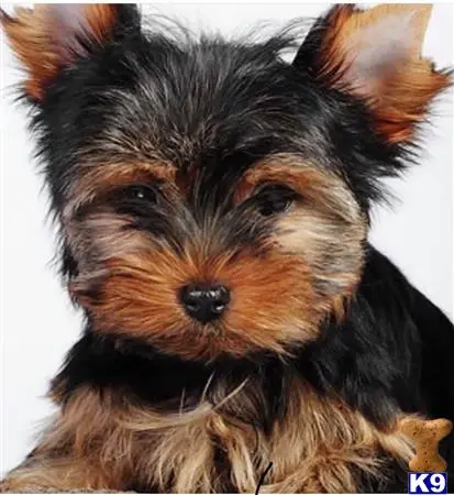 Yorkshire Terrier