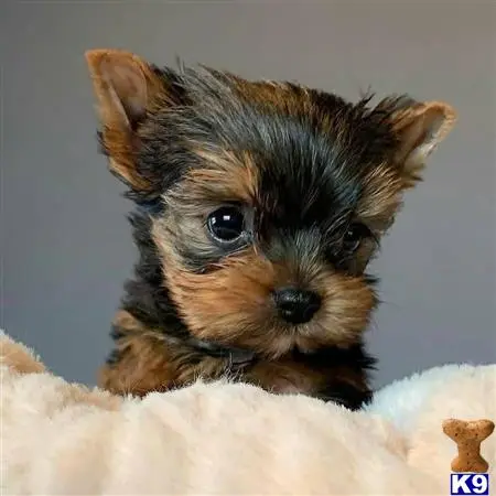 Yorkshire Terrier