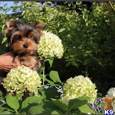 Yorkshire Terrier