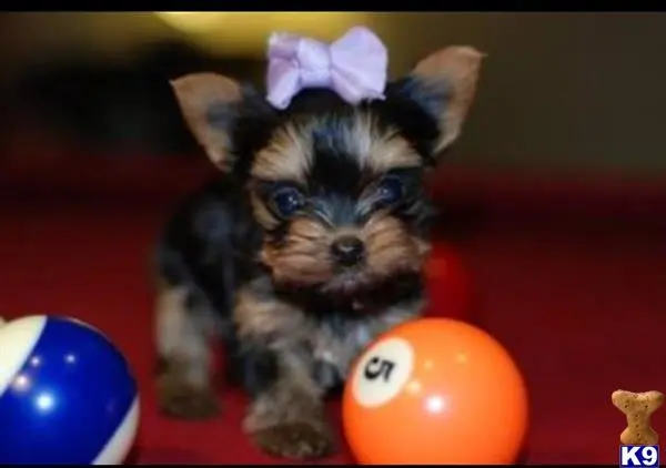 Yorkshire Terrier puppy for sale