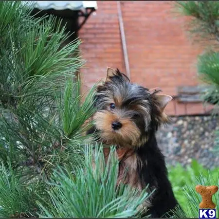 Yorkshire Terrier puppy for sale