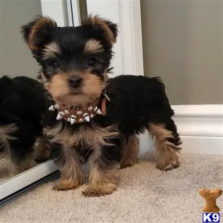 Yorkshire Terrier puppy for sale