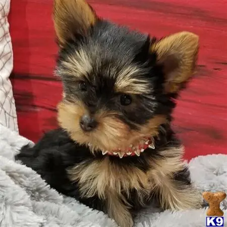 Yorkshire Terrier puppy for sale