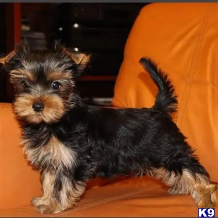 Yorkshire Terrier puppy for sale