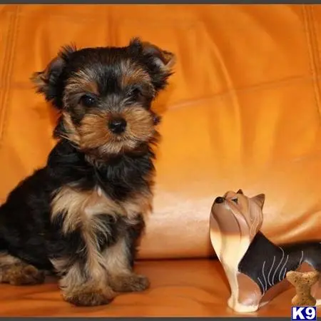 Yorkshire Terrier