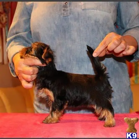 Yorkshire Terrier puppy for sale