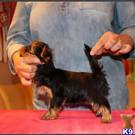 Yorkshire Terrier