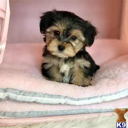 Yorkshire Terrier puppy for sale