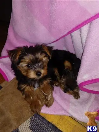 Yorkshire Terrier puppy for sale