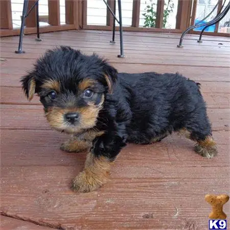 Yorkshire Terrier puppy for sale