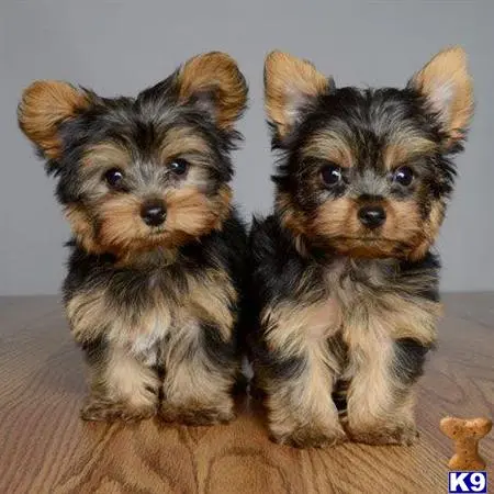 Yorkshire Terrier puppy for sale