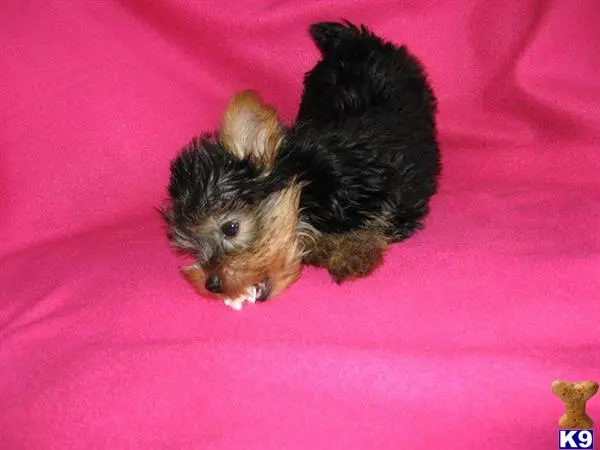 Yorkshire Terrier puppy for sale