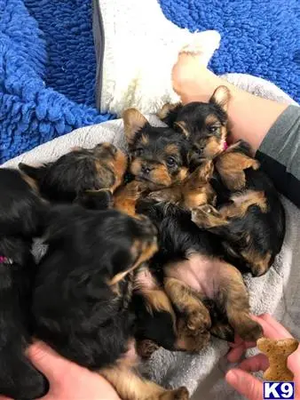 Yorkshire Terrier puppy for sale