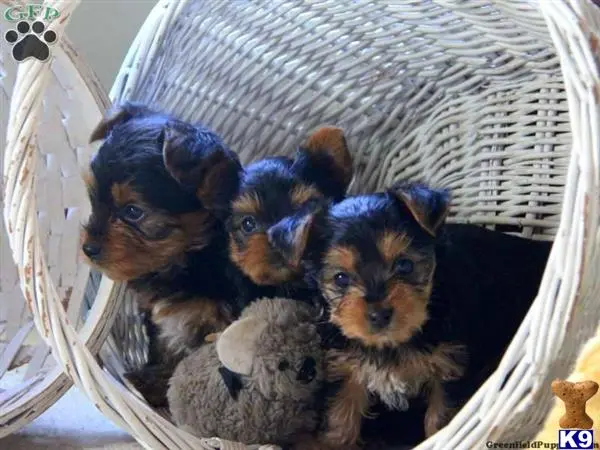 Yorkshire Terrier puppy for sale