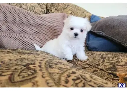 Maltese