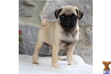 pug puppy posted by davidzimprich80