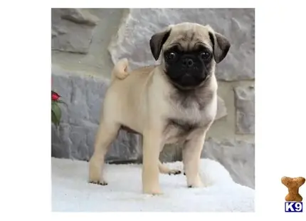 Pug