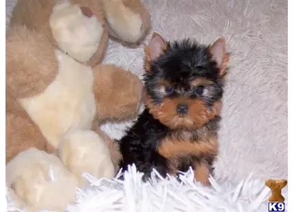 Yorkshire Terrier