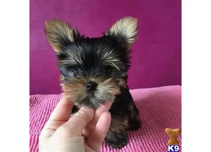 Yorkshire Terrier