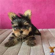 Yorkshire Terrier