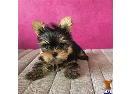 Yorkshire Terrier