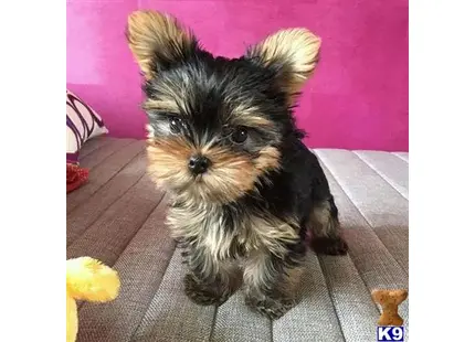 Yorkshire Terrier