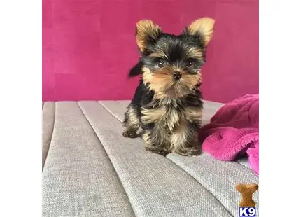 Yorkshire Terrier