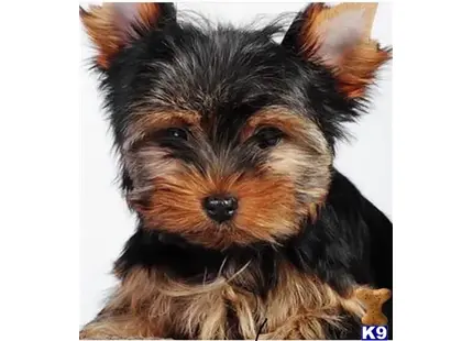 Yorkshire Terrier