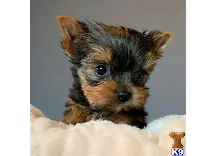 Yorkshire Terrier