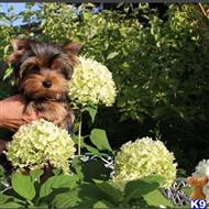 Yorkshire Terrier