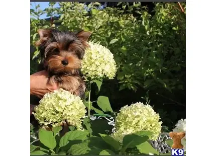 Yorkshire Terrier