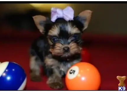 Yorkshire Terrier