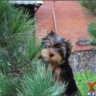 Yorkshire Terrier