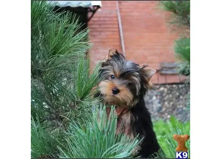 Yorkshire Terrier