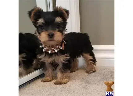 Yorkshire Terrier